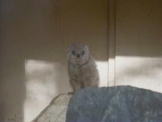 Jurques et ses Lions blancs !