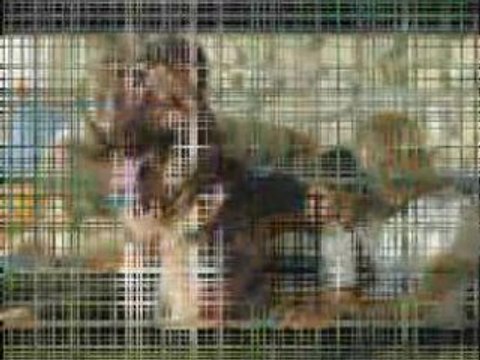 pulsar duygusal melodisi - pulsar ve calar