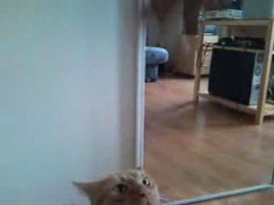 super chaton