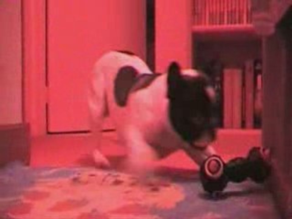 Peluche le bouledogue francais s'amuse