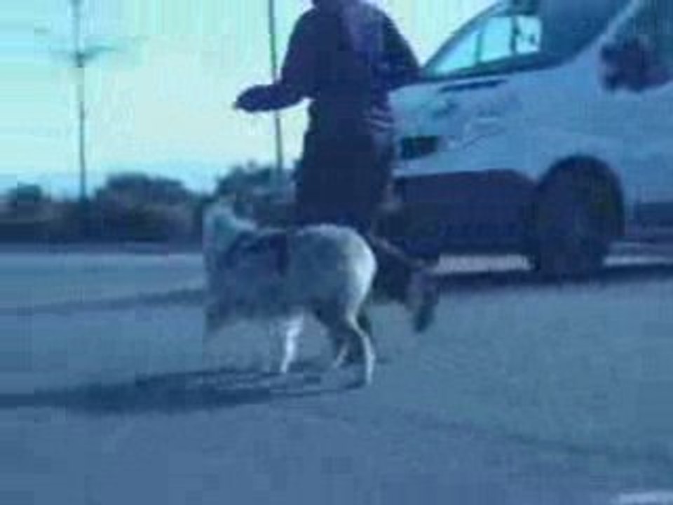 Training Ice Sophie