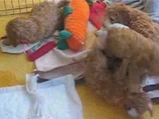 Video chiots 2009 003