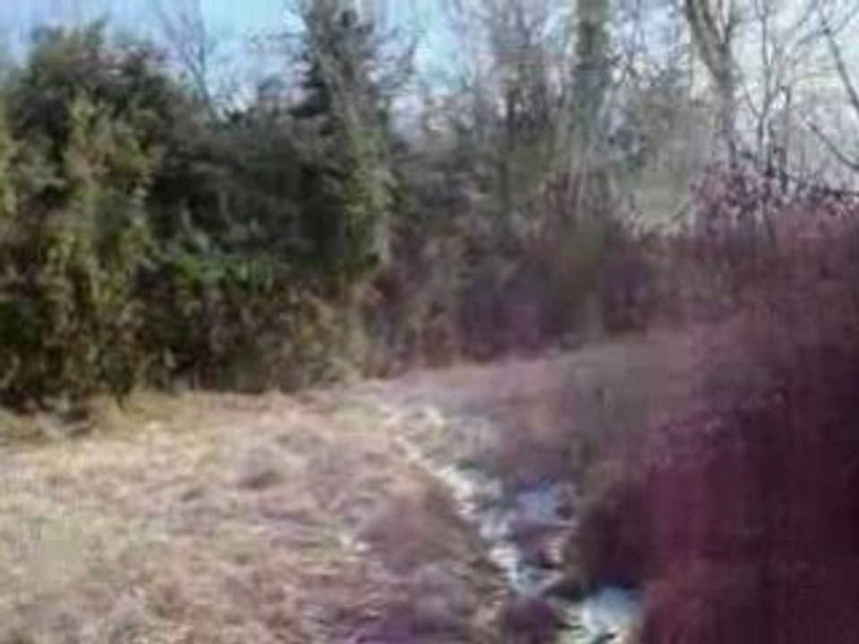 CHASSE BLANCHE A LA BECASSE N°1 EPAGNEUL DE SAINT USUGE