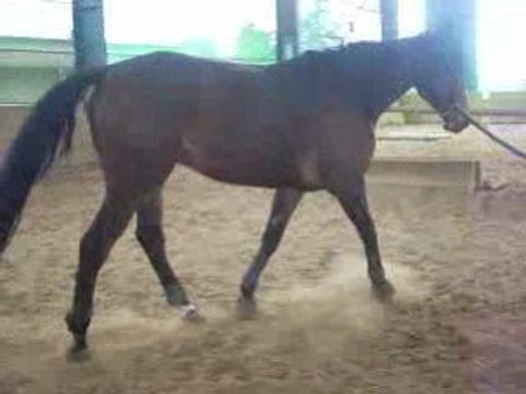 OR 2008 04 06 Longe Trot MD