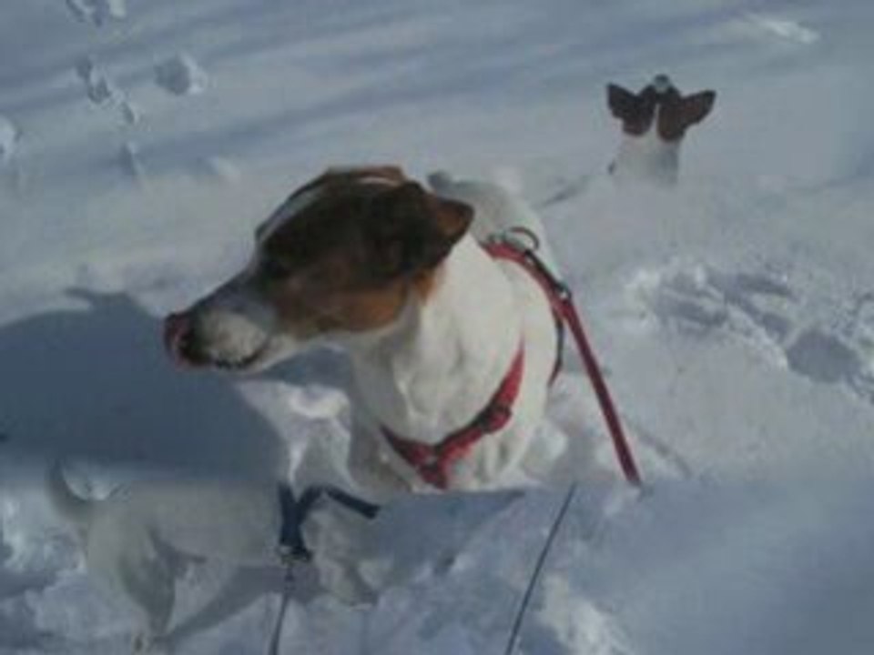 Louna et Chiki à la neige