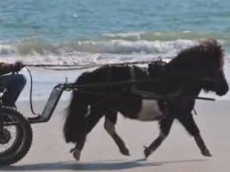 Attelage à la plage avec le Poy