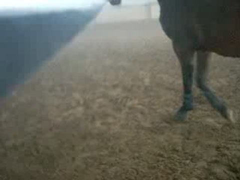 OR 2008 10 28 Longe Trot MG