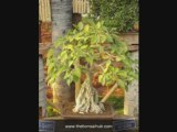 Ficus Bonsai Care Tips