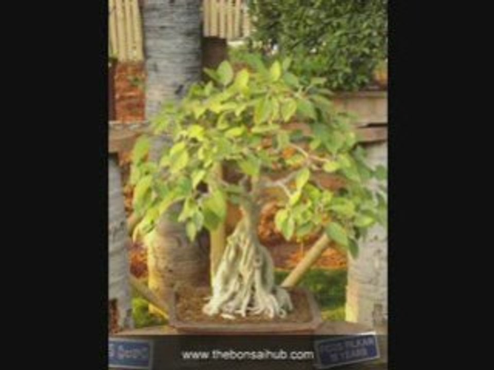Ficus Bonsai Care Tips