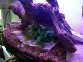 Mon Python VS Souris blanche