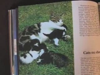 Adorable Kittens Inspired by Kittens 🐱