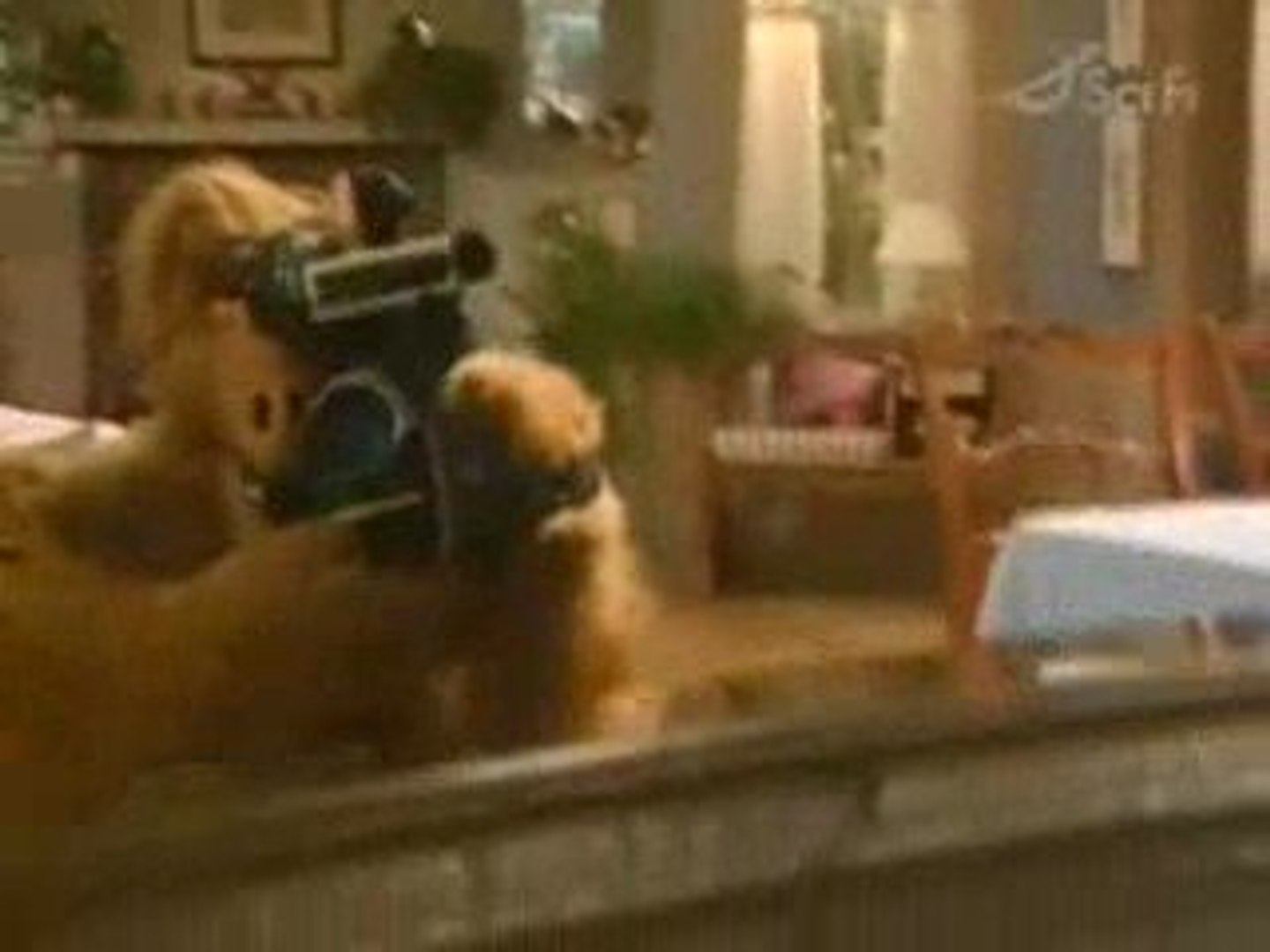 Кот лаки из сериала альф