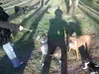 Promenade popo et rené avec les 6 chien (1)