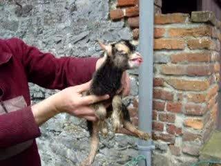 Je vous présente Ponpon