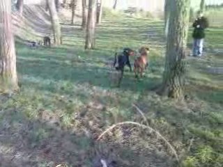 Promenade popo et rené avec les 6 chien (2)