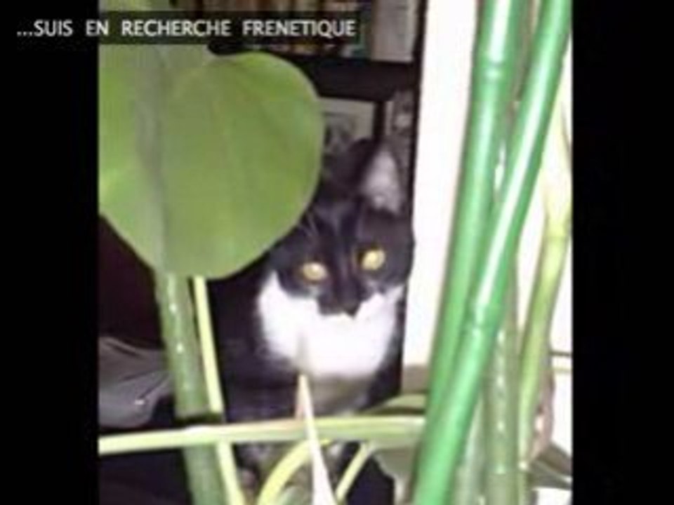 CAT'OBAMA CHRONICLE (2)