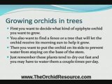 How To Grow Orchids For Beginners