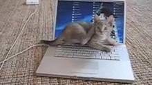 really expensive cat toy