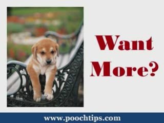 find instruction dog agility training