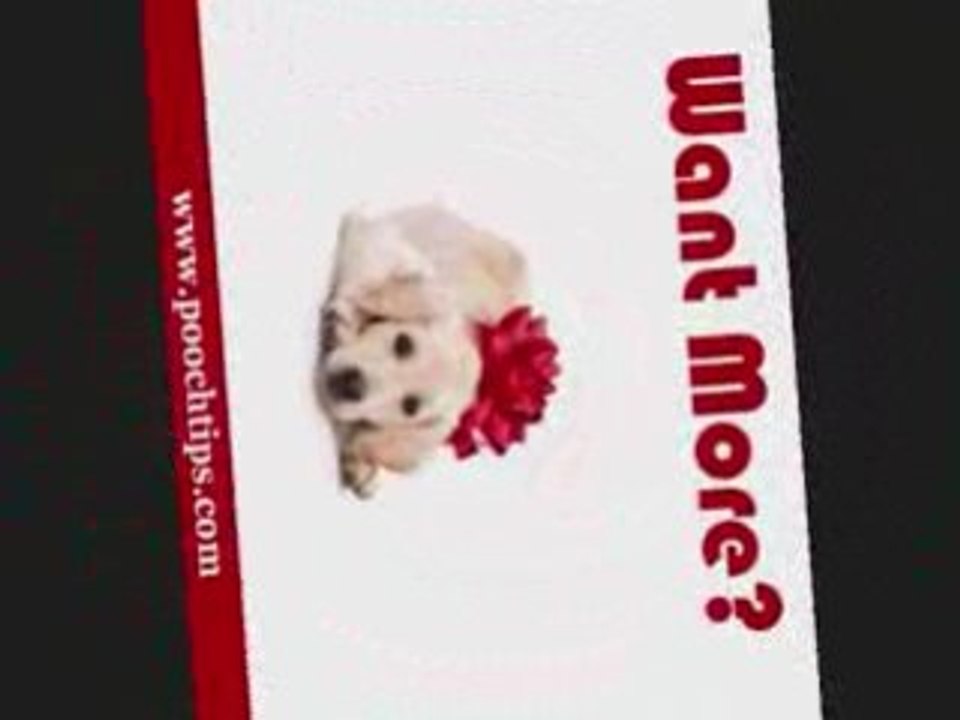 best instruction dog behavior training