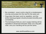 Dog Handling: How To Train A Jack Russell Terrier