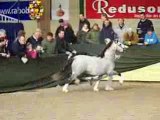 Shamrock Lord Caernarfon, Welsh A, Ermelo Stallion Show