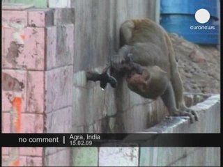Inde - Les singes font la loi