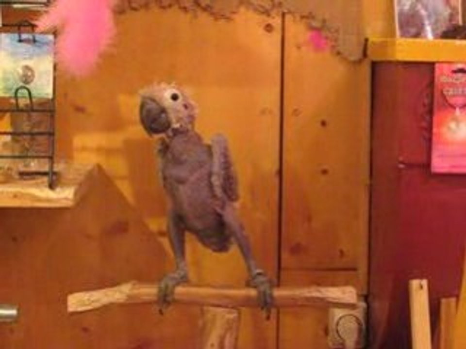 Louloute Perroquet sans plume de Tournus