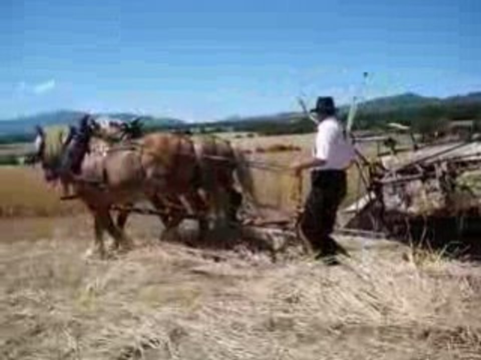 Fête de la moisson - Revest du Bion - 3 août 2008