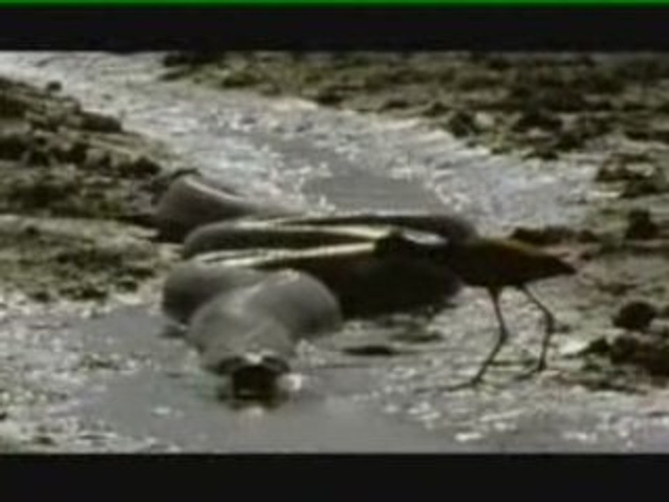 Impressionante anaconda