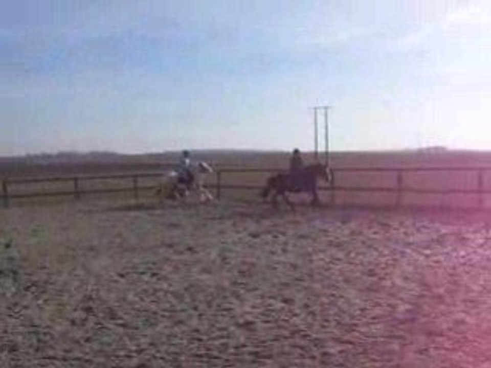 Flann au galop derrière une copine welsh cob