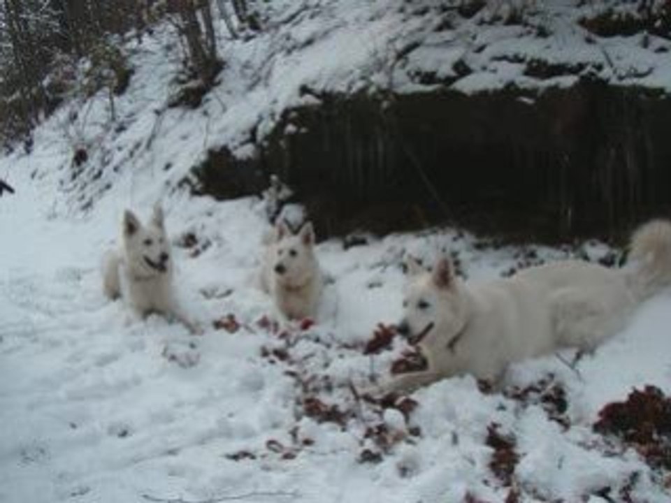 Balades du 15.02.2009  chucky sniper chloé er chado