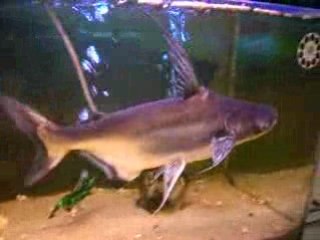 Requin en aquarium