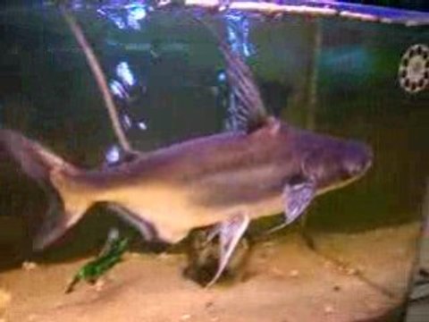 Requin en aquarium
