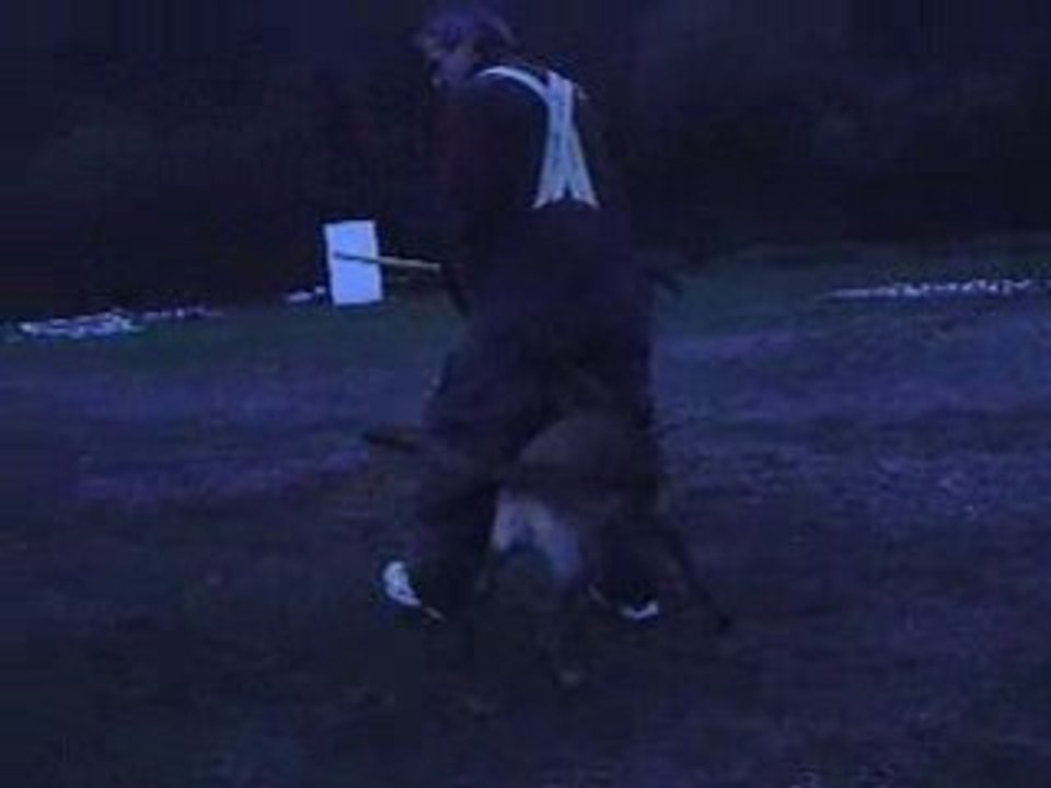 Dixie 6 mois 1/2 - Mise en jambe (janvier 2009)