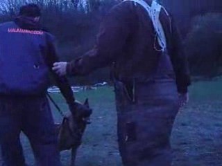 Dixie 6mois 1/2 - Défense du maître 1 (janvier 2009)