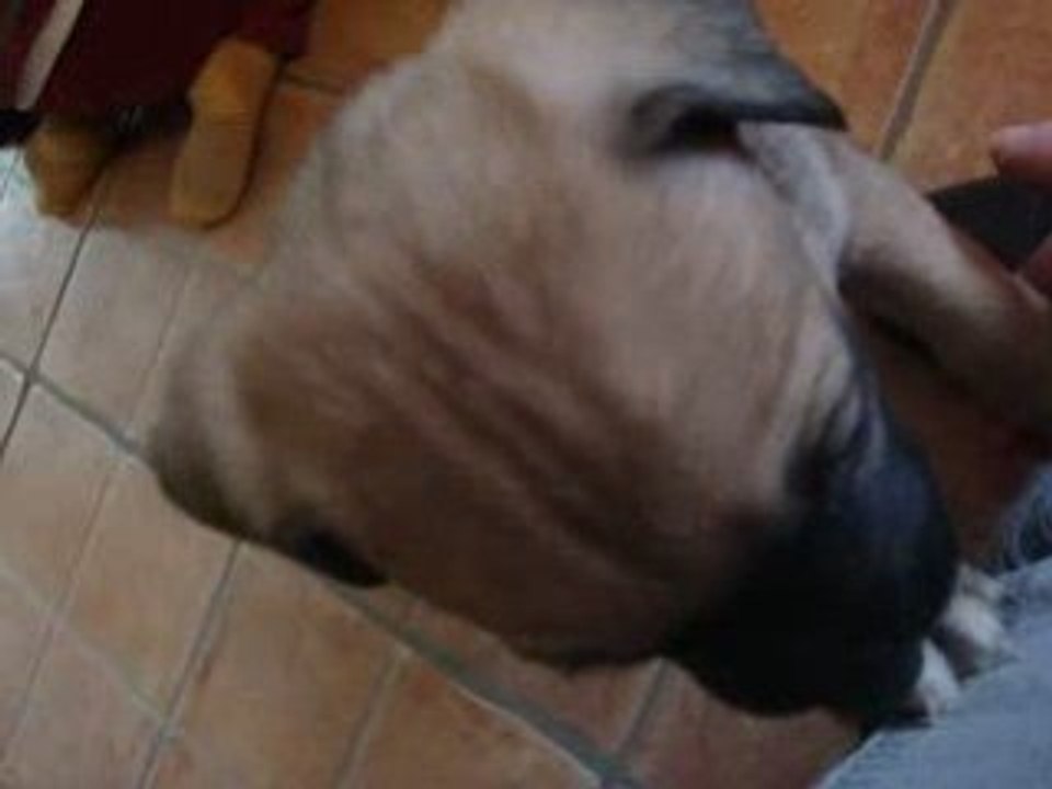 mon chiot louping américan staff croisé border colley