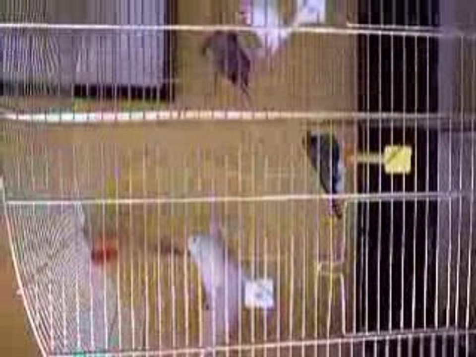 Mandarins trampoline