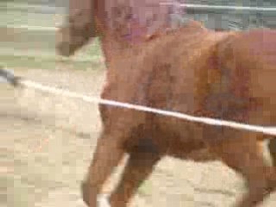 galop