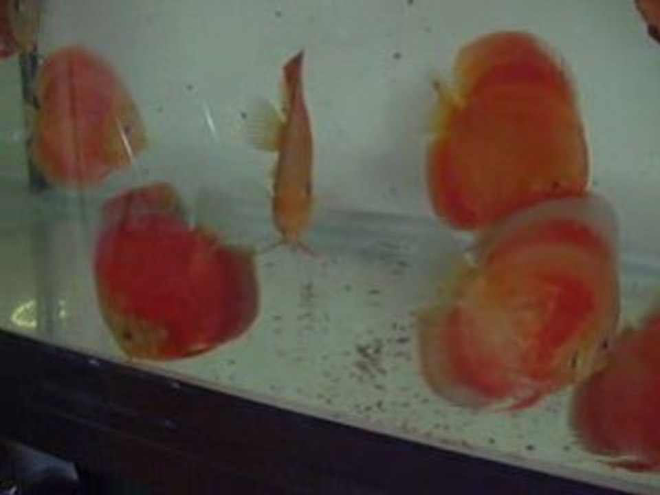 TurkDiskus2