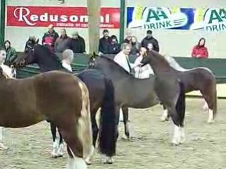 Résultat Championnat Suprême Welsh Ermelo 2009