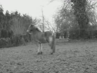 mes chevaux en pature.