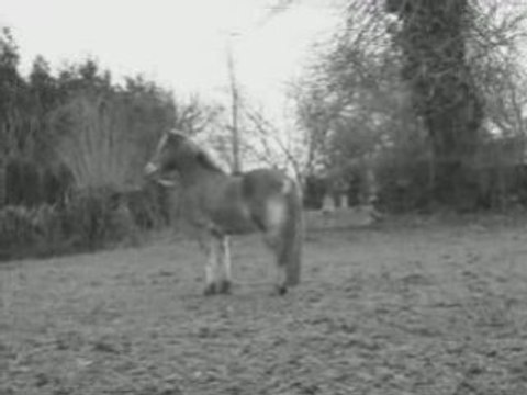 mes chevaux en pature.