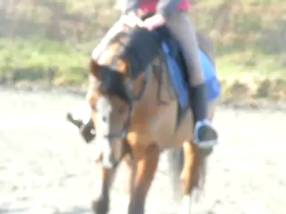 Ajhorses