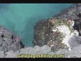 Galapagos Tour - The Galapagos Islands 22