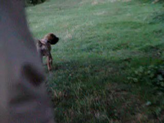 tchaé et les canards