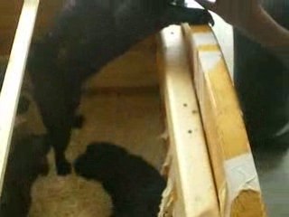 Lili et les bébés de Diana