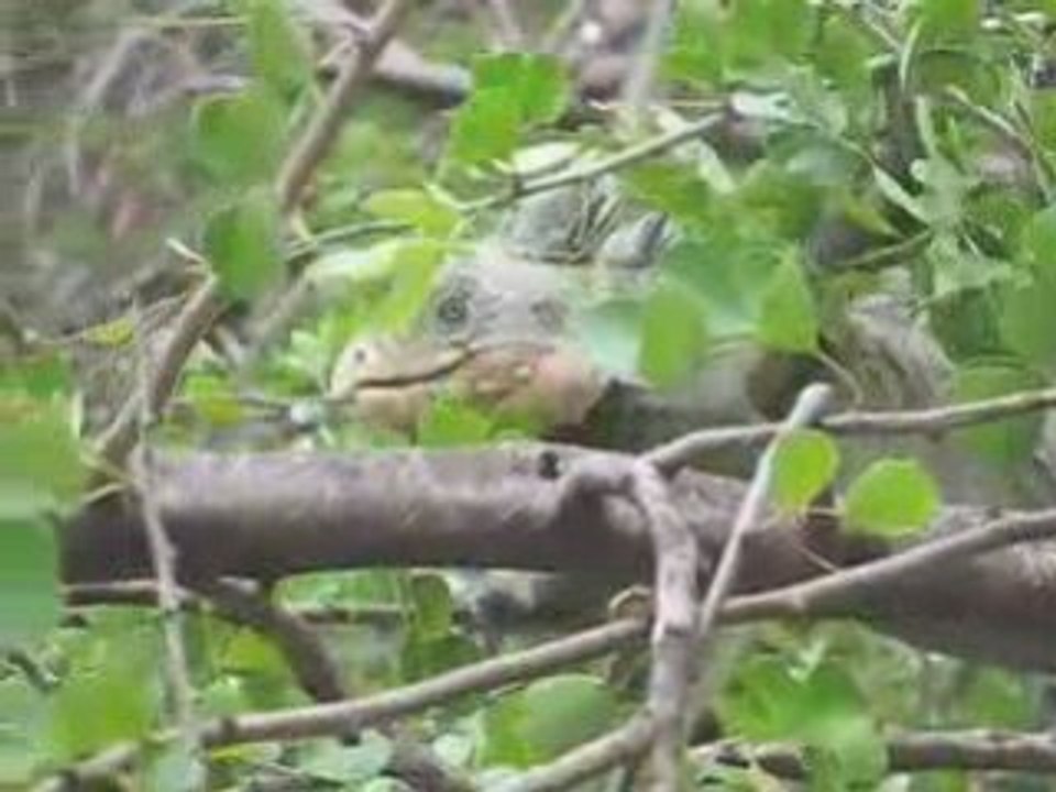 Iguane