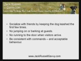 How To Train A Jack Russell Terrier To Socialize