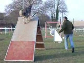 agility avec ma malamute
